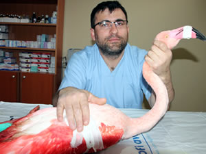 Yaralı flamingo tedavi için Bursa’ya gönderilecek