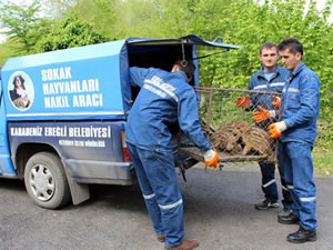 Kuyuya düşen yavru domuzları itfaiye kurtardı