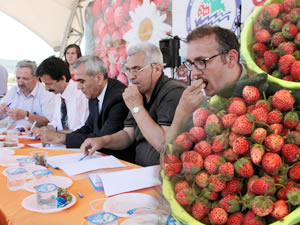 En güzel Osmanlı çilekleri seçildi