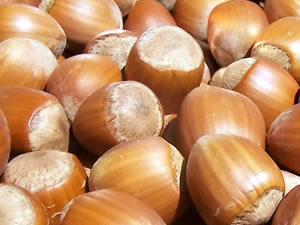 Zonguldak’ın tahmini fındık rekoltesi 11 bin 764 ton