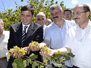 Fındık Hasat Bayramı’nda ilk mahsuller toplandı