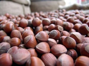 30 kilogram fındık çaldığı iddiasıyla tutuklandı
