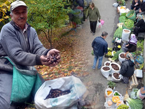 Asırlık kestane ağaçları, köylülerin geçim kaynağı