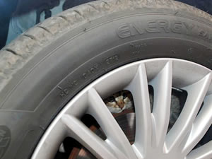 Yavru kedi otomobile sıkıştı