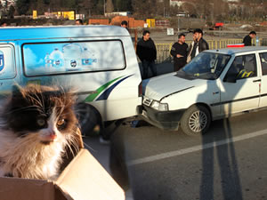 Kedi yüzünden kaza yaptılar!