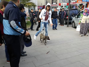 Sahipli pitbull sokak köpeğini yaraladı, vatandaşları korkuttu