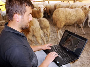 Kurban pazarına internet girince…
