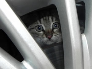 Motordaki kedi kabusunuz olmasın
