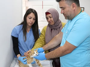 Tecavüze ve işkenceye uğrayan kedi, yaşam savaşı veriyor