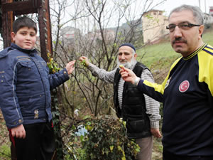 Erik ağacı kış ortasında meyve verdi!